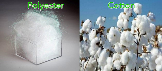cotton và polyester